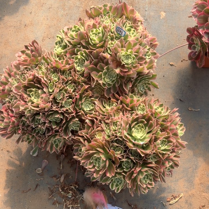 手****8组合3颗白凤1693法师多肉