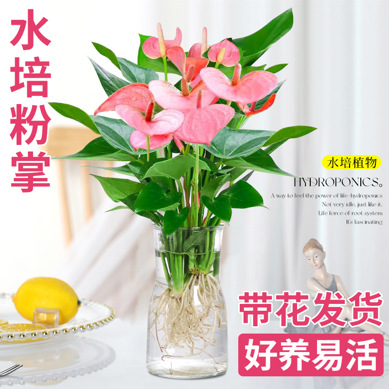 粉掌盆栽水培植物室内好养绿植水养花卉四季常青红掌鲜花一帆风顺