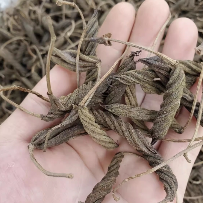【跑山货●虫草王】云南深山火麻索螺旋茶青芷松兰茶