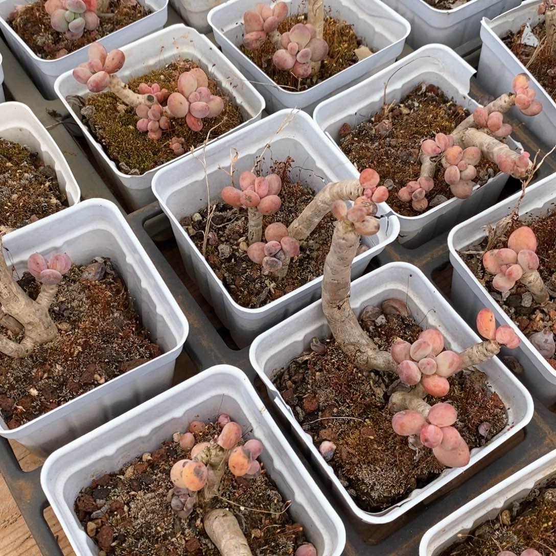 66苹果奶不售后 福利多多