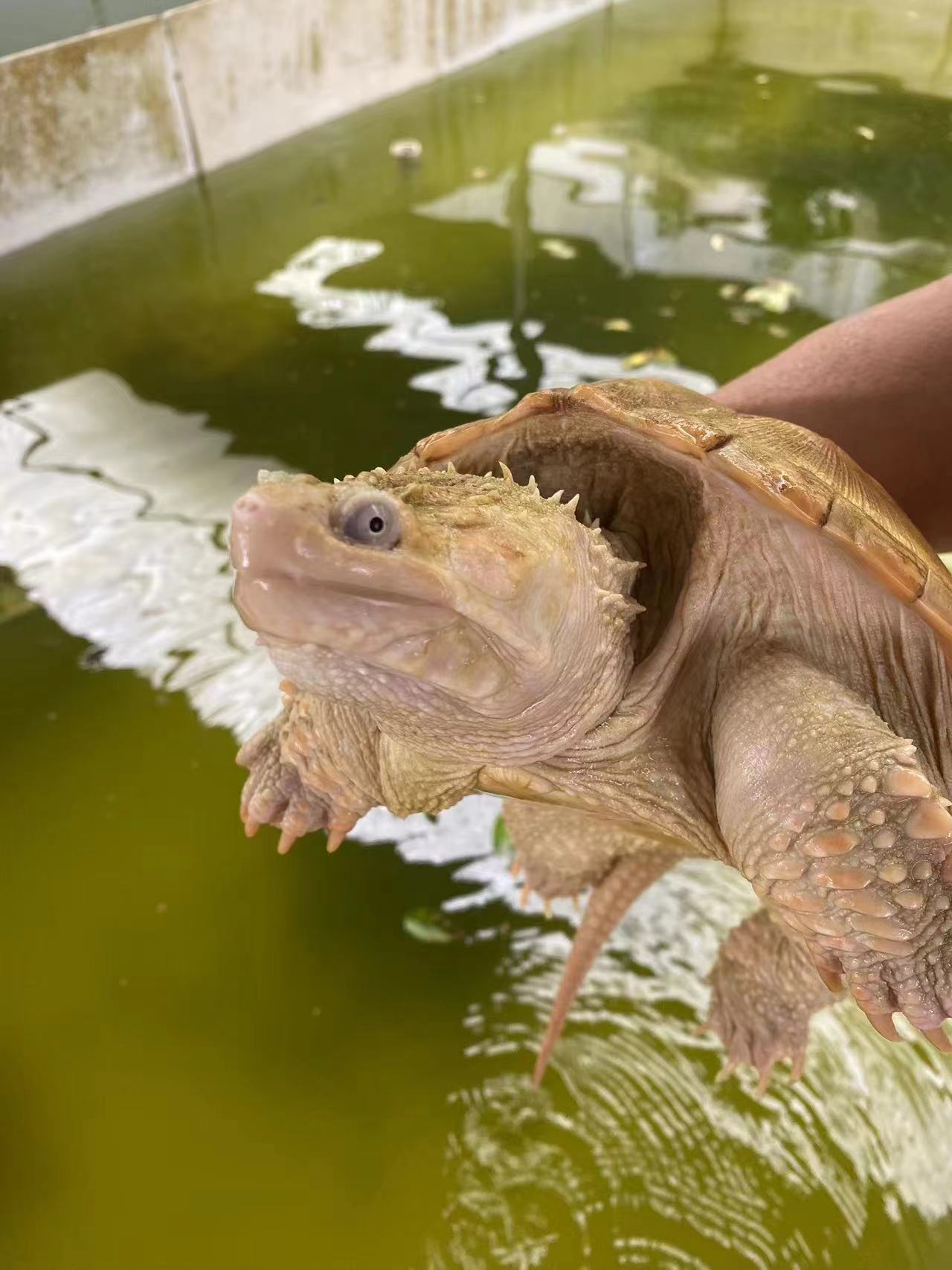 直播挑选乌龟宠物龟