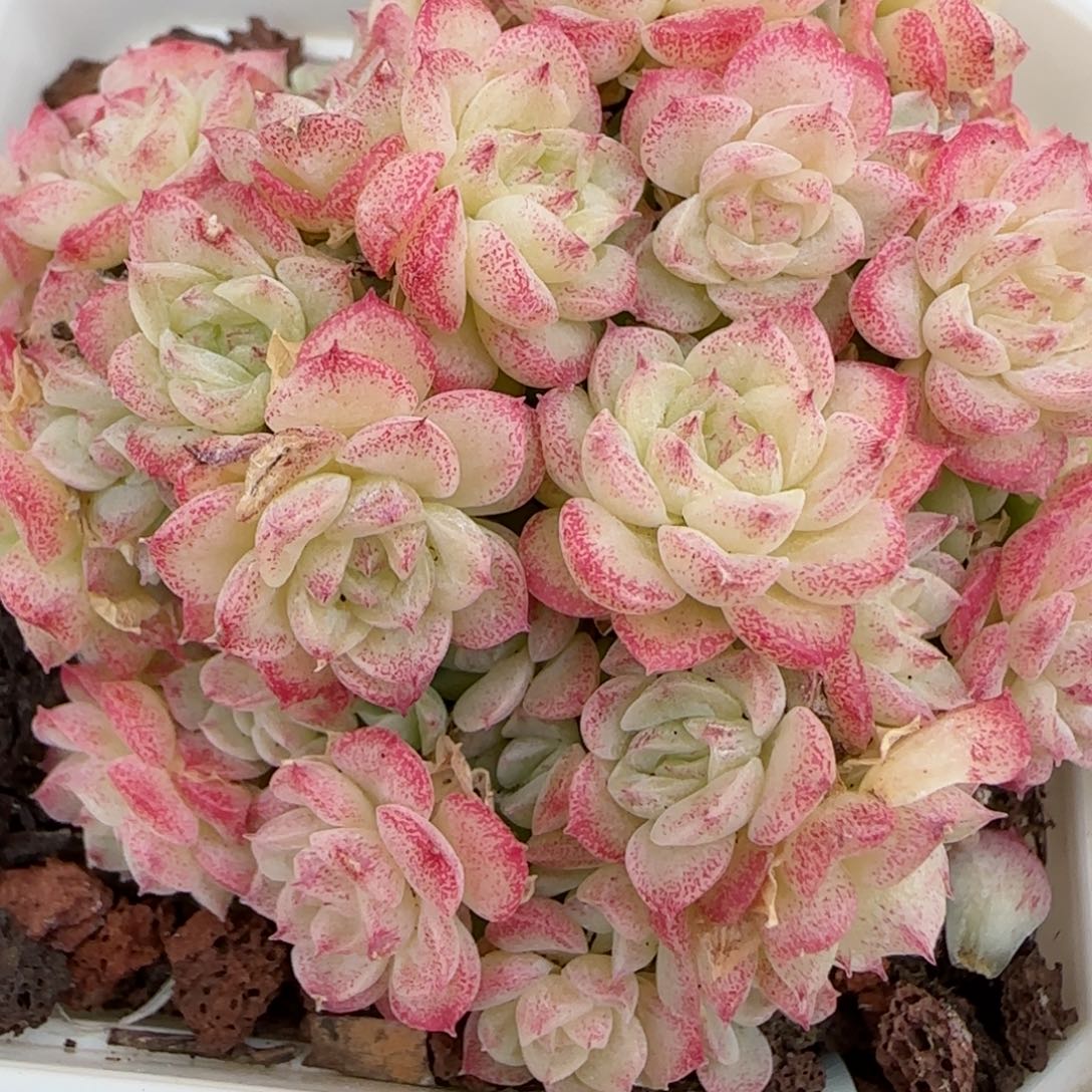 花语逸镜0203-229