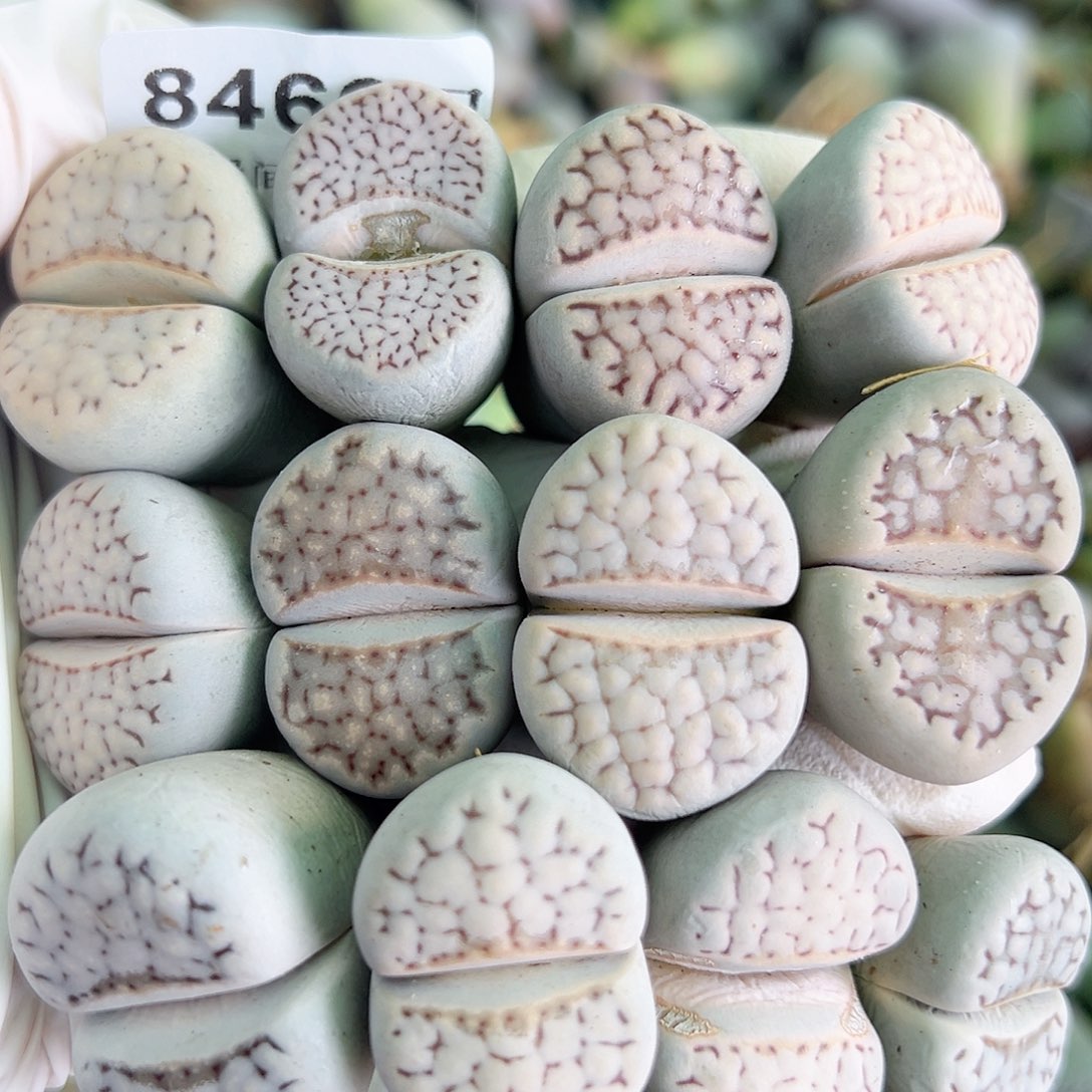 8466 好养易活生石花大母本12个2.5-3cm