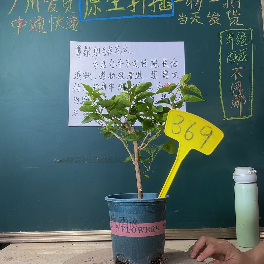 当前无花栽培后可以开花粗杆 甜西瓜 369