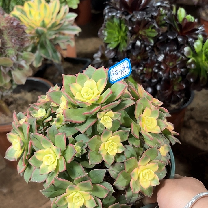 未**期多肉植物法师星爆