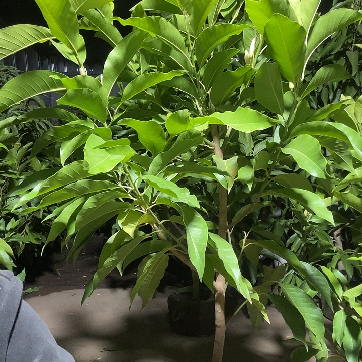 完全开放白兰花88价位