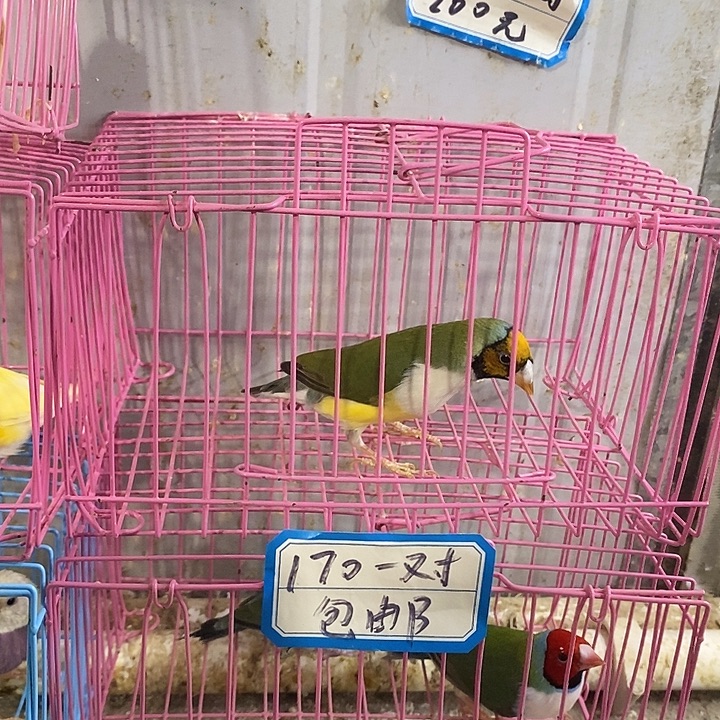 永***业文鸟高彩母鸟一只包活到家收到货拍开箱视频