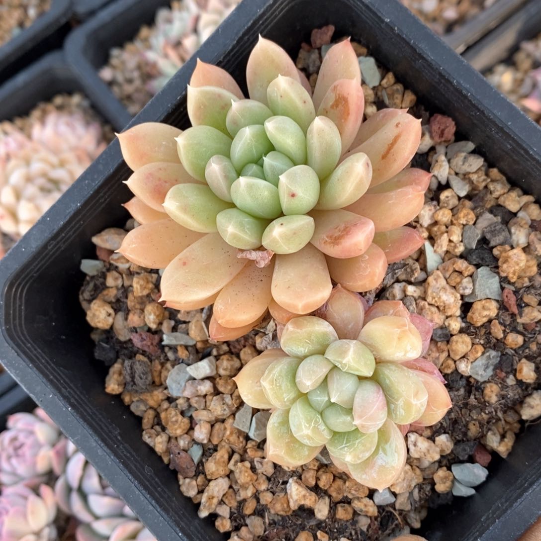 精品多肉一物一拍不包整196