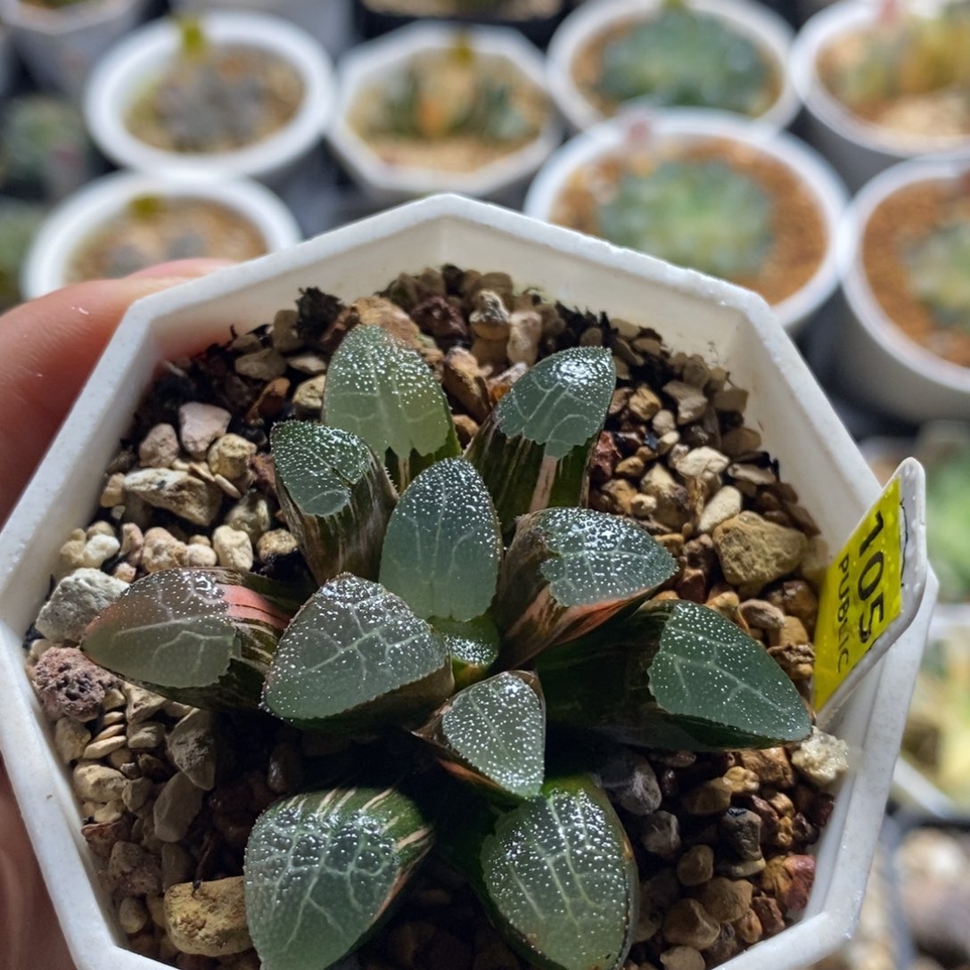 不开花植物105网纹克