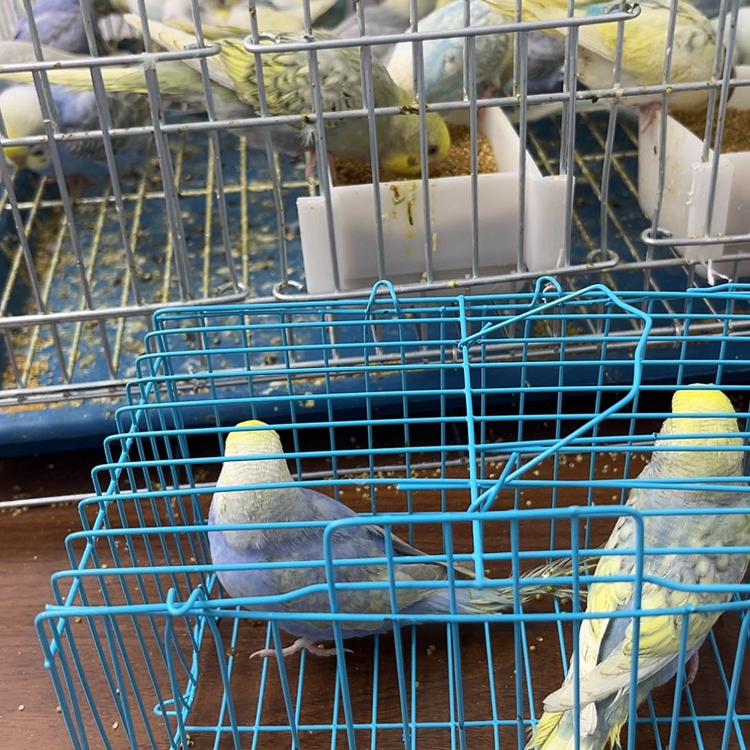 虎皮鹦鹉金彩鹦鹉