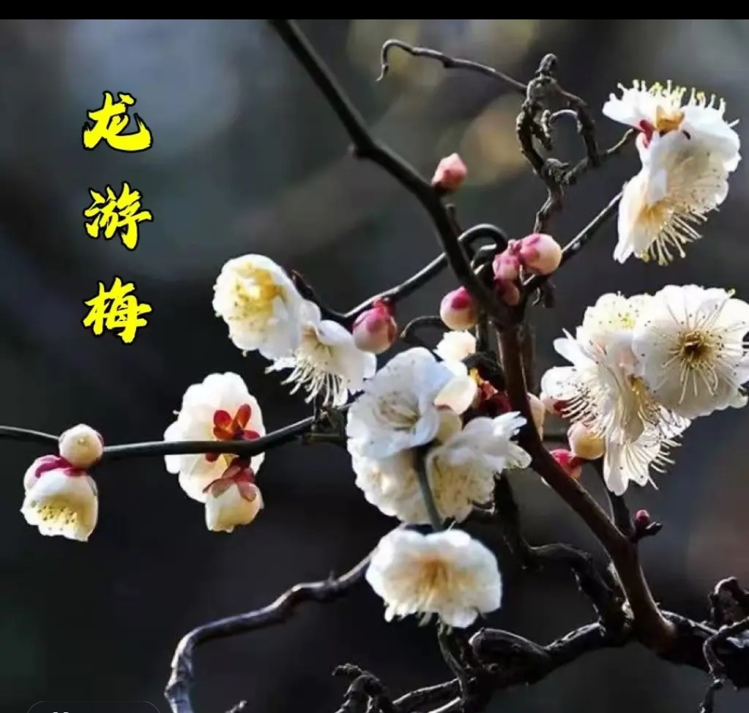 盆栽素材盆景素材 一物一拍