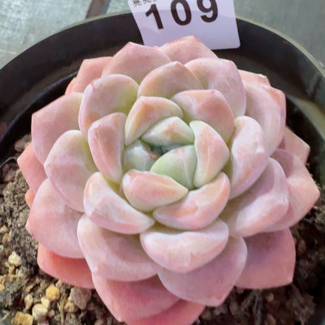 母本冰玉         多肉植物