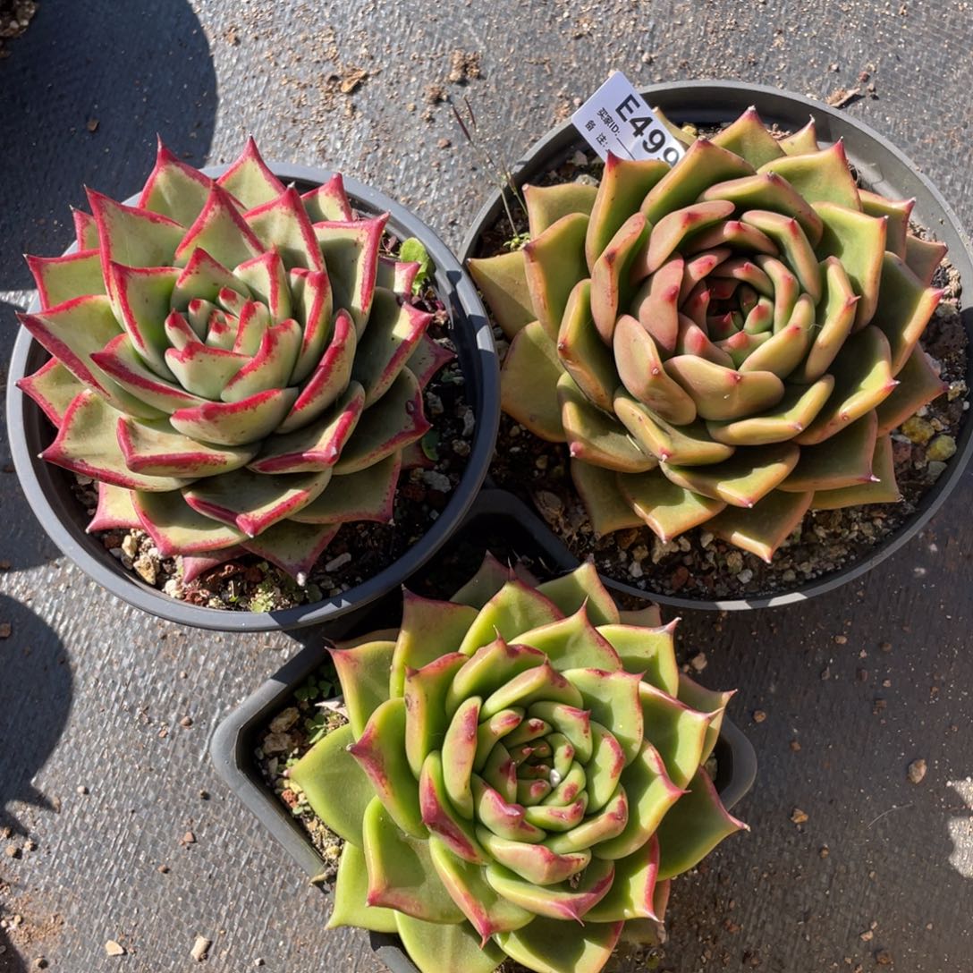 无花朵若如东云组拍E499