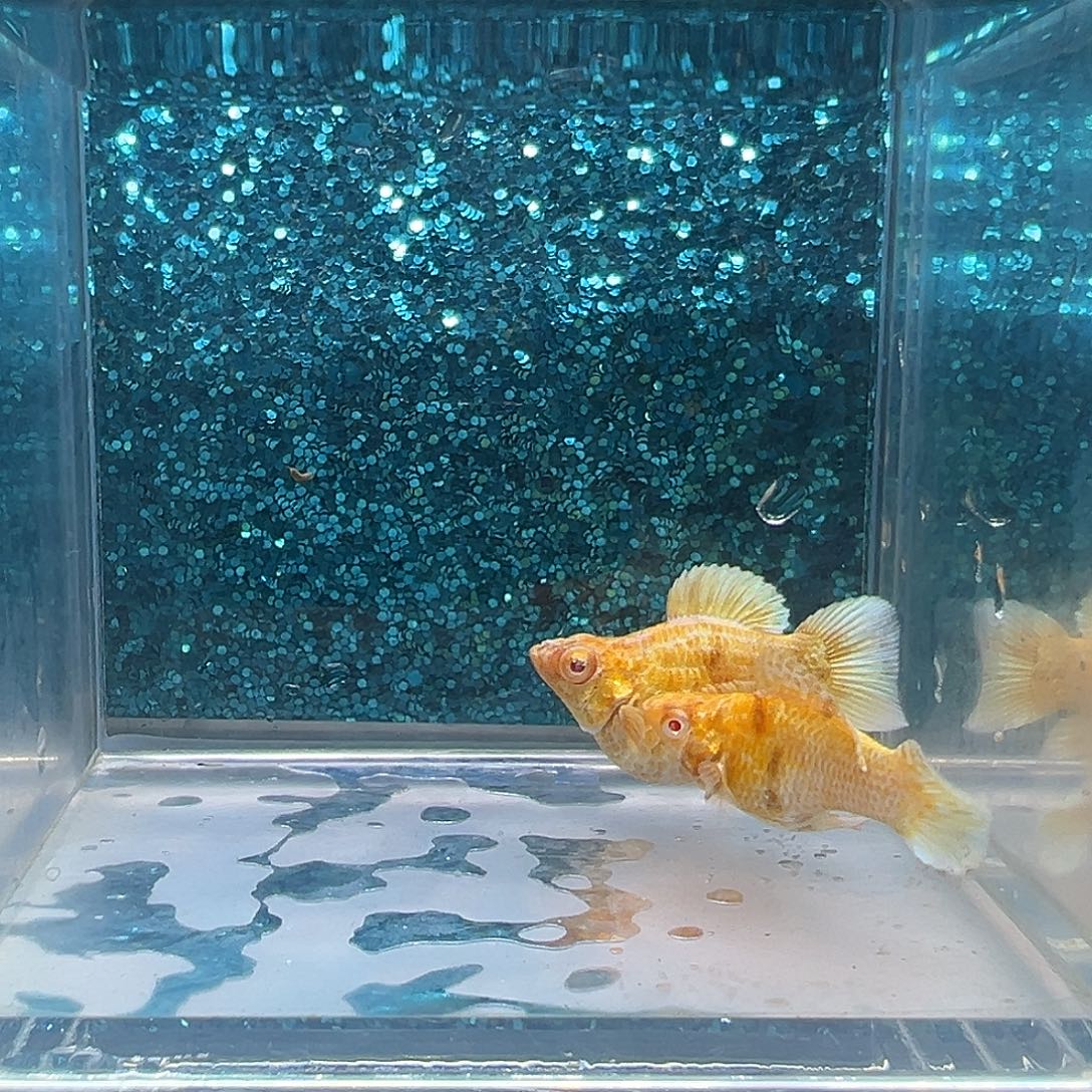 孔雀鱼金虎玛丽一对0047