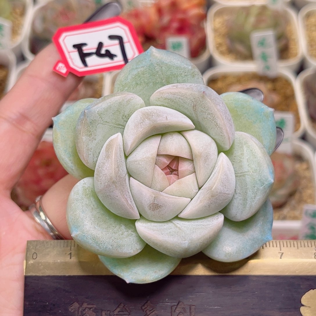 大*?F47一物一拍 雪球