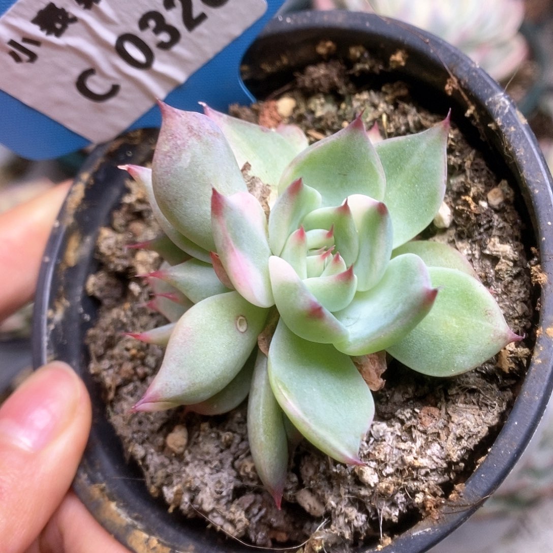 326锦锦锦锦锦锦锦