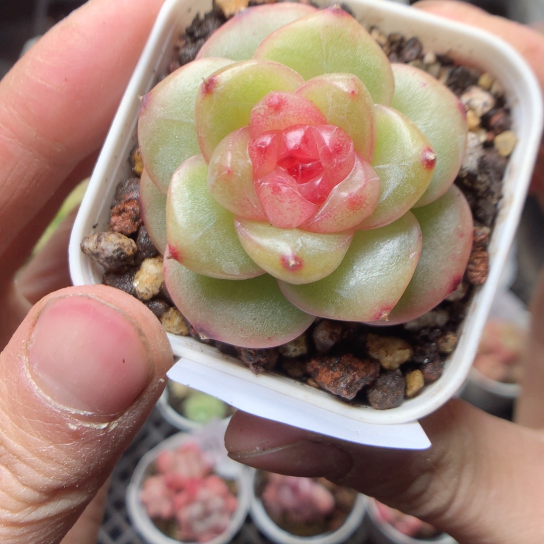 无花朵V151。yyyyyyy