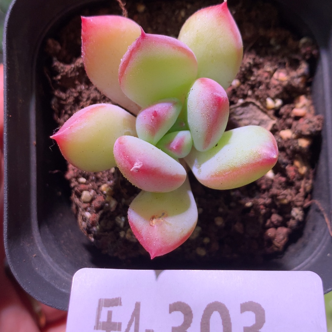 乐然 4-303 蜜糖单头 