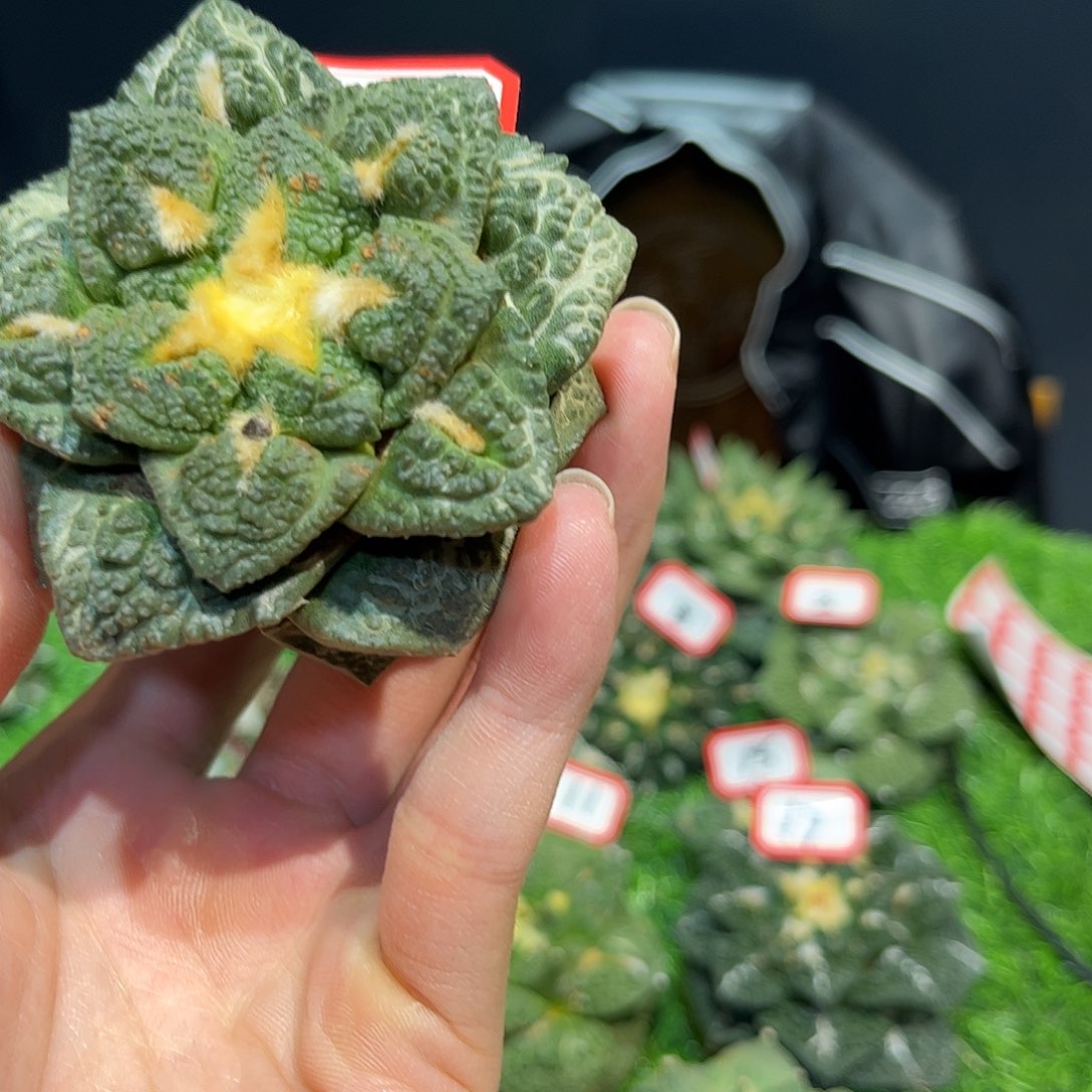 23号自根福利志贺龟甲