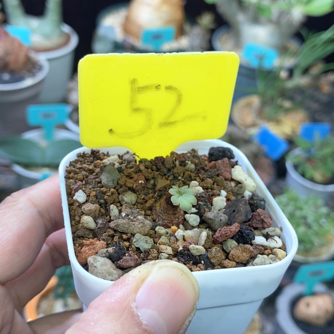 肾叶杨奎多肉植物