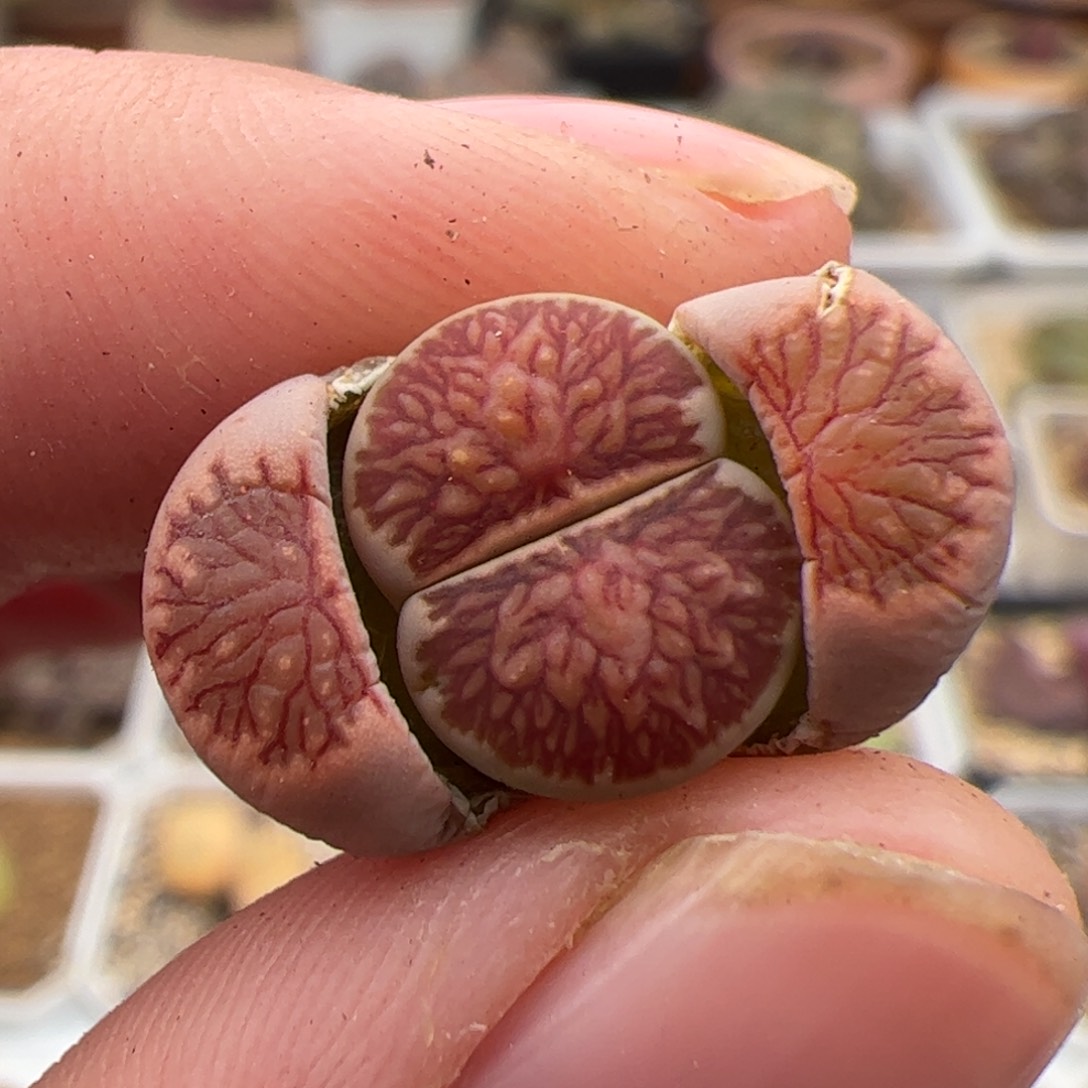 0343号菊 多肉植物