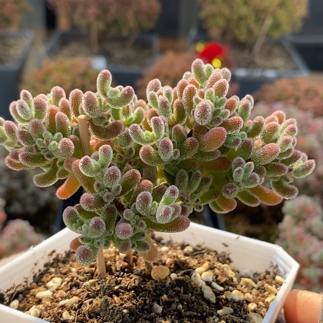 优选冰晶7183枝干番杏