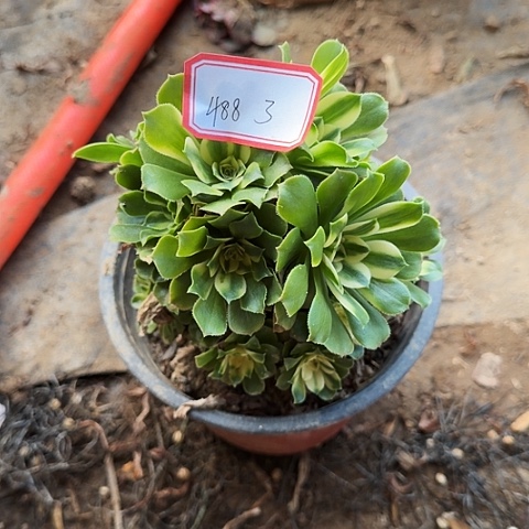多肉植物辛尼亚488