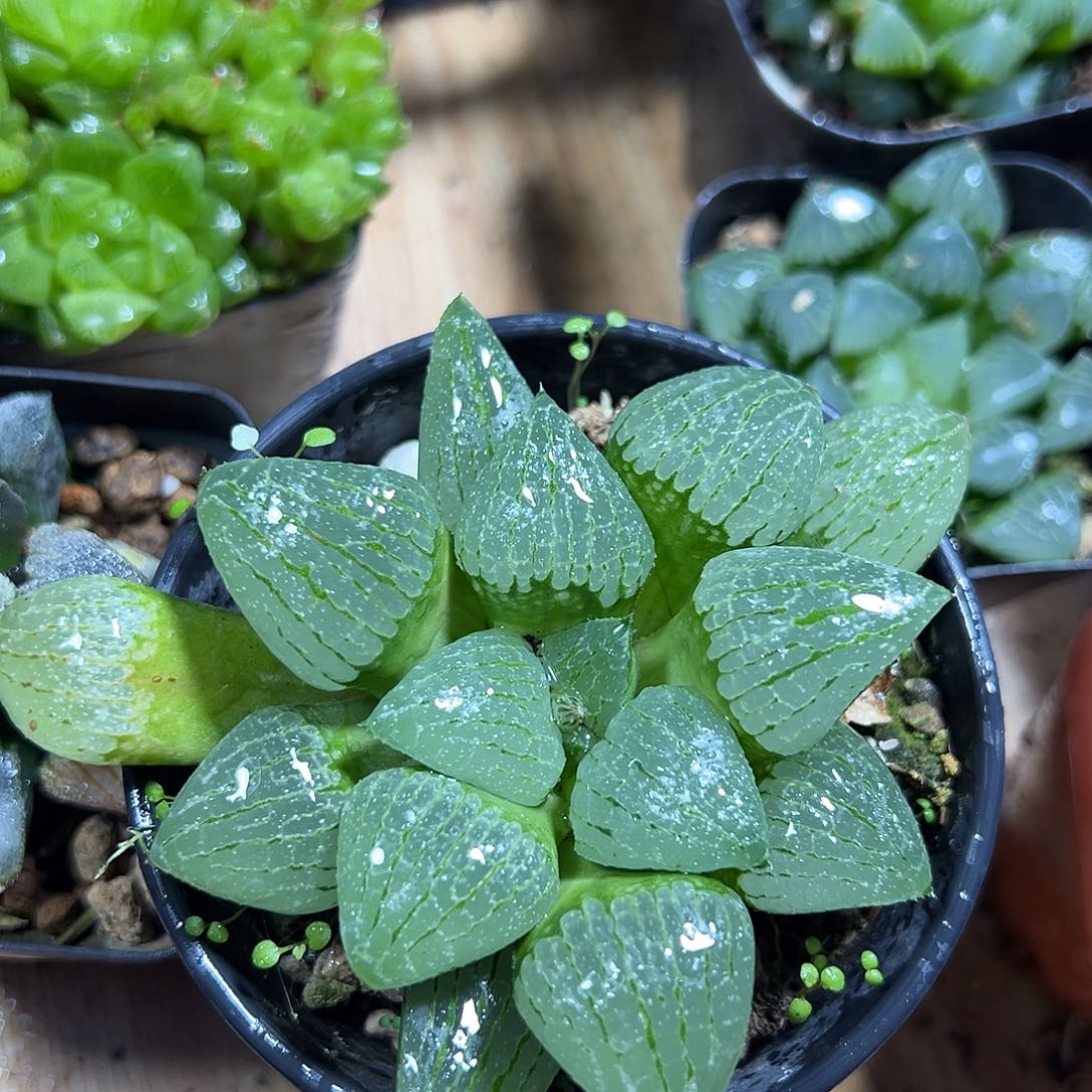 万象盆亲指姬玉露多肉