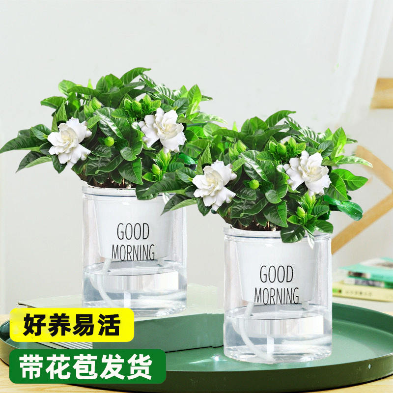 栀子花开花植物浓香室内简易杯绿色美观盆栽绿植盆栽室内