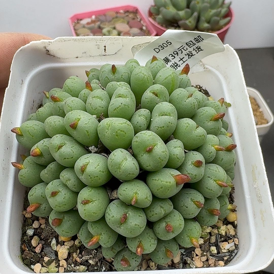 闲***风305多肉哈哈哈哈哈哈哈哈