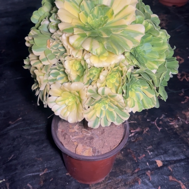 七彩琉璃283多肉法师一物一拍