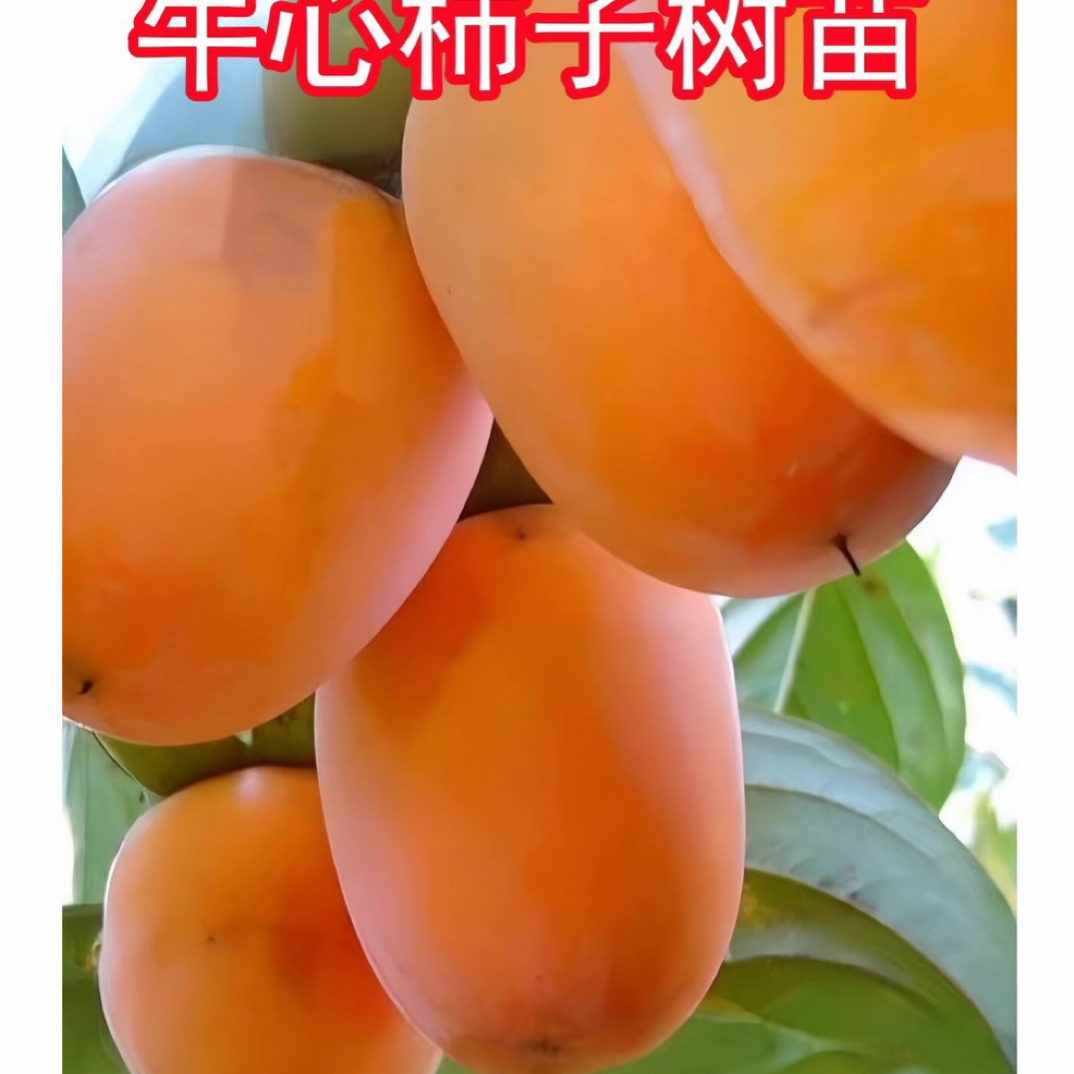 牛心柿子树苗盆栽地栽南北方种植