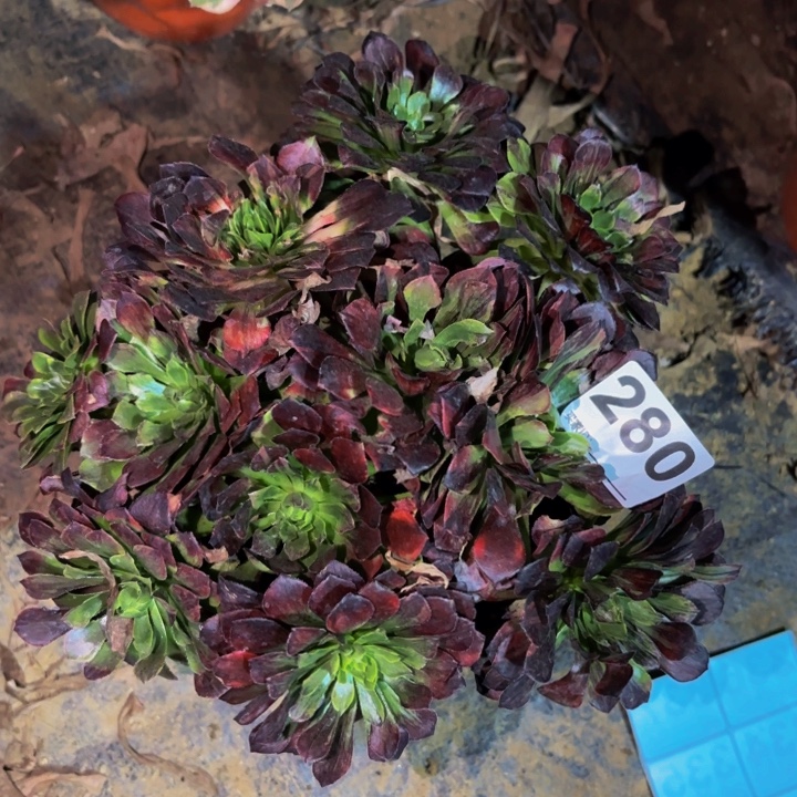 280莫兰迪多肉植物不售后