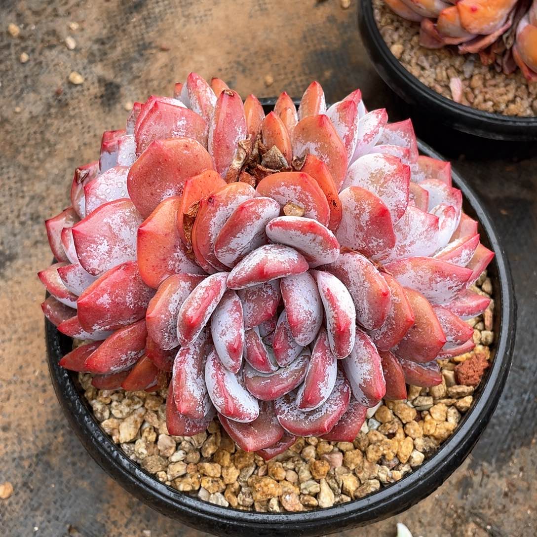 多肉植物多肉植物