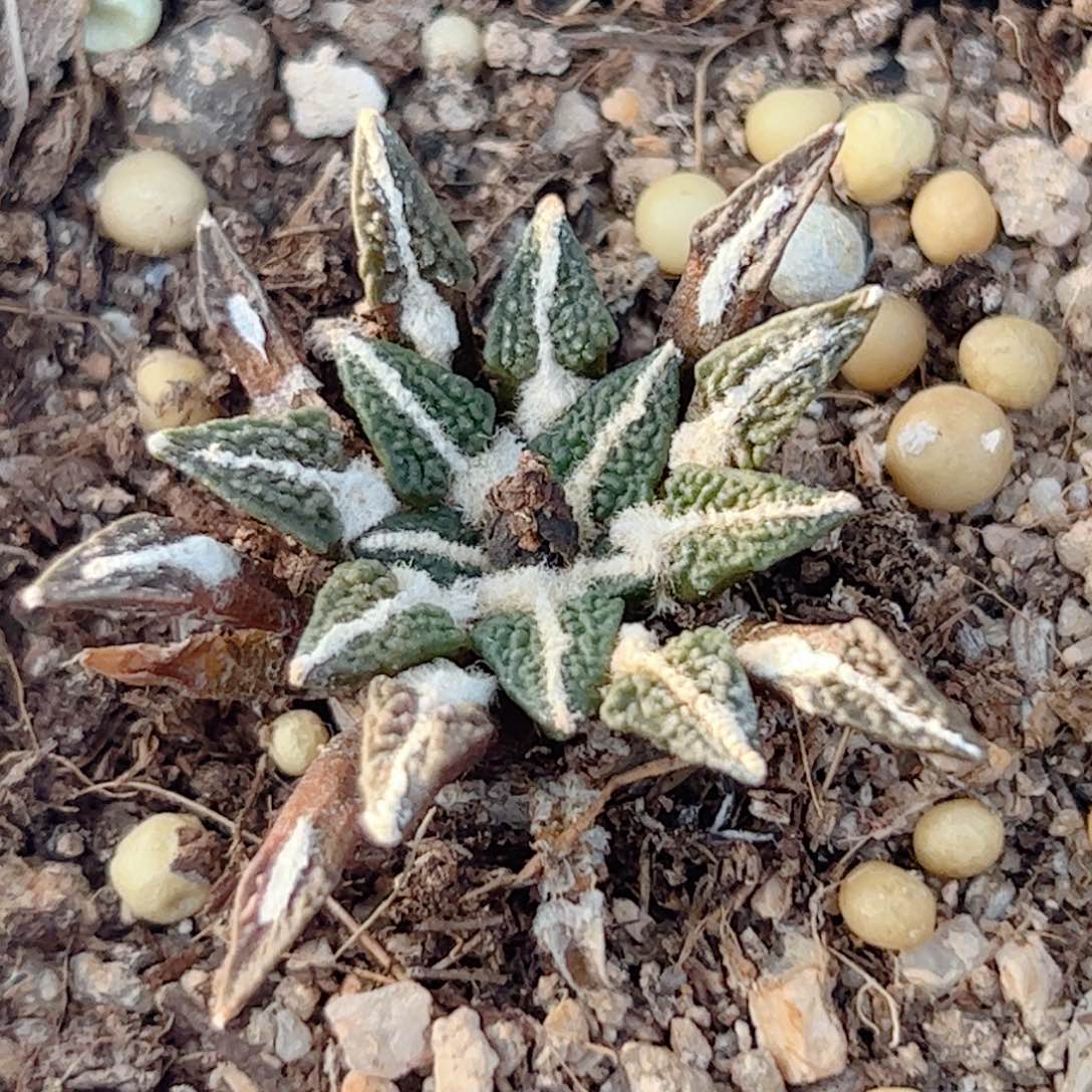 实生 黑牡丹仙人球