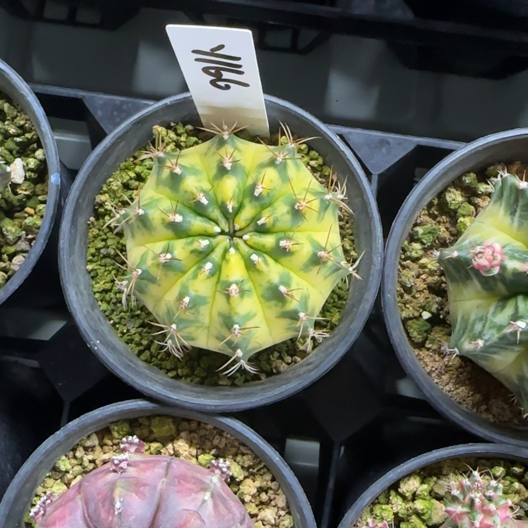 166-0214大黄脱土发多肉