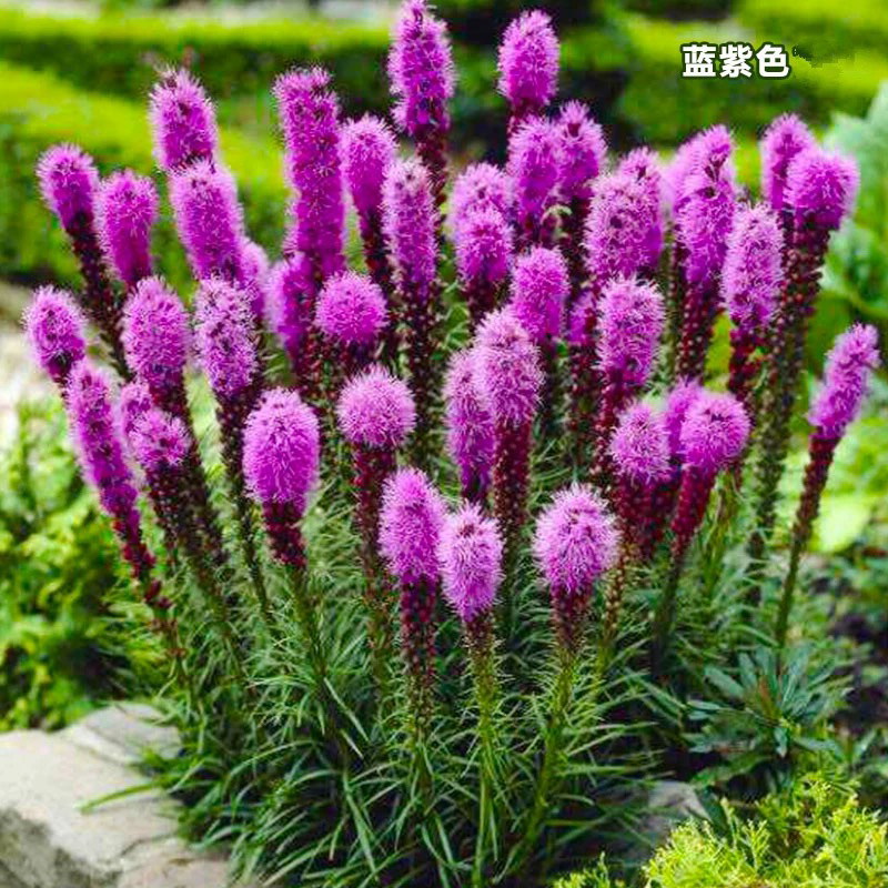 蛇鞭菊种球多年生耐寒花卉适合庭院阳台盆栽夏秋开花