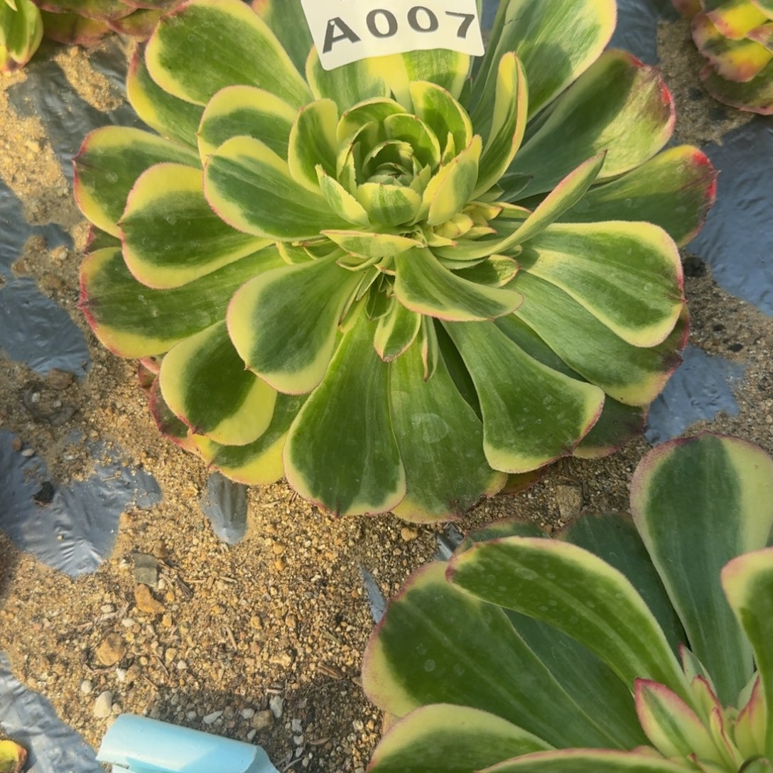 007海星。多肉植物