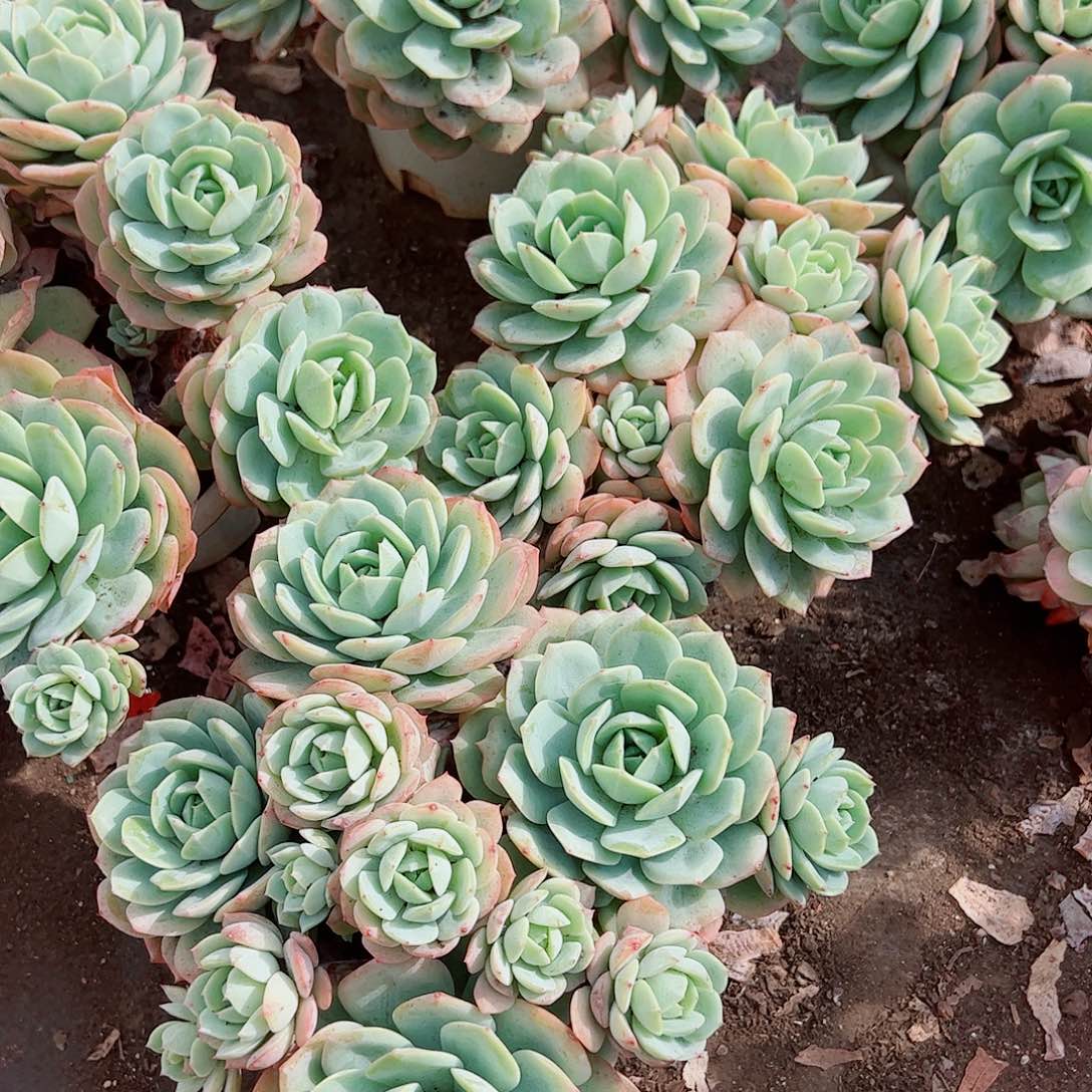 果冻恋曲多头造型精品