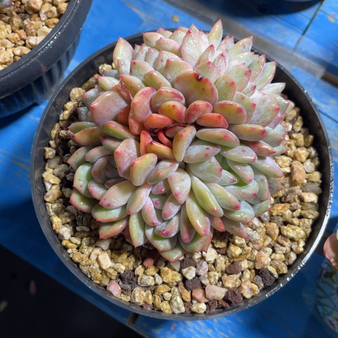 满68包邮发中通快递