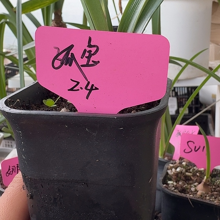 无花朵孤宝仙子朱顶红直径2.4