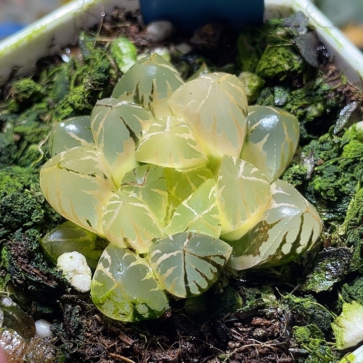 585糊斑水晶灯锦特选福利