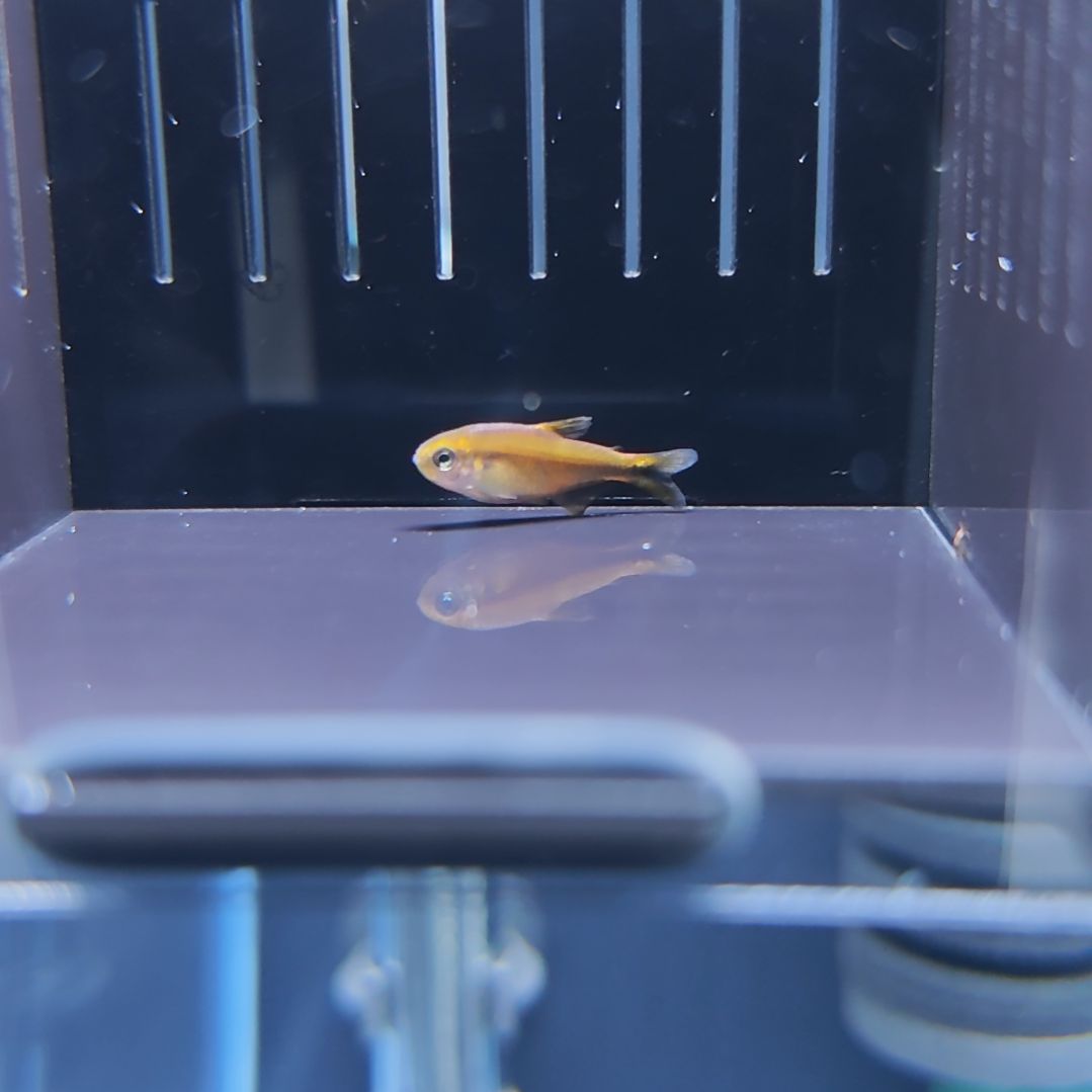 灯科鱼精选超级黄魔鬼