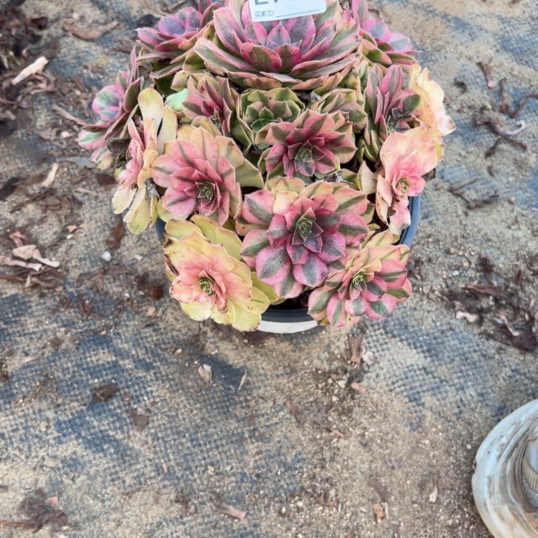 763雨荷多肉植物法师