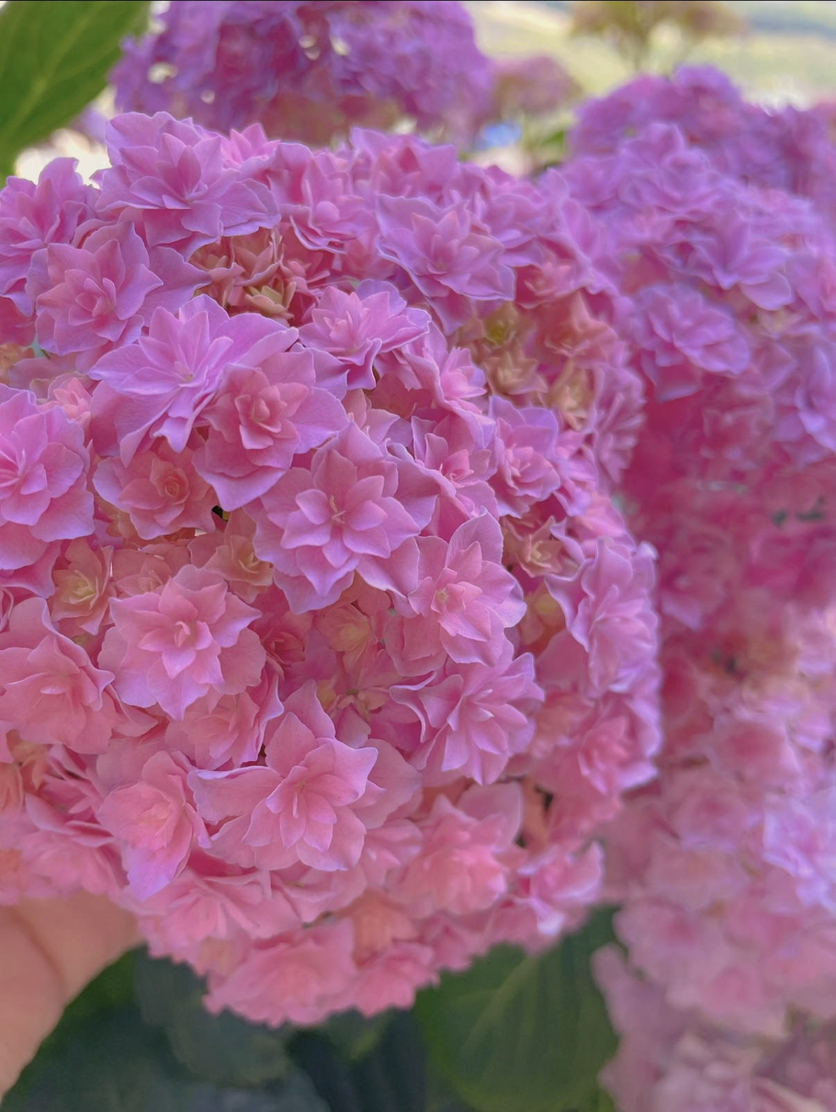 宇辰【5加仑银河绣球花】矮株型盆栽室内外花卉基地直发带苞发货