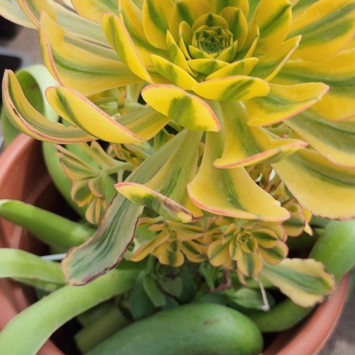 多肉植物福利174