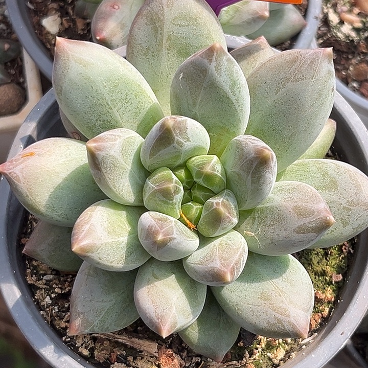 平***亿重楼一物一拍544.