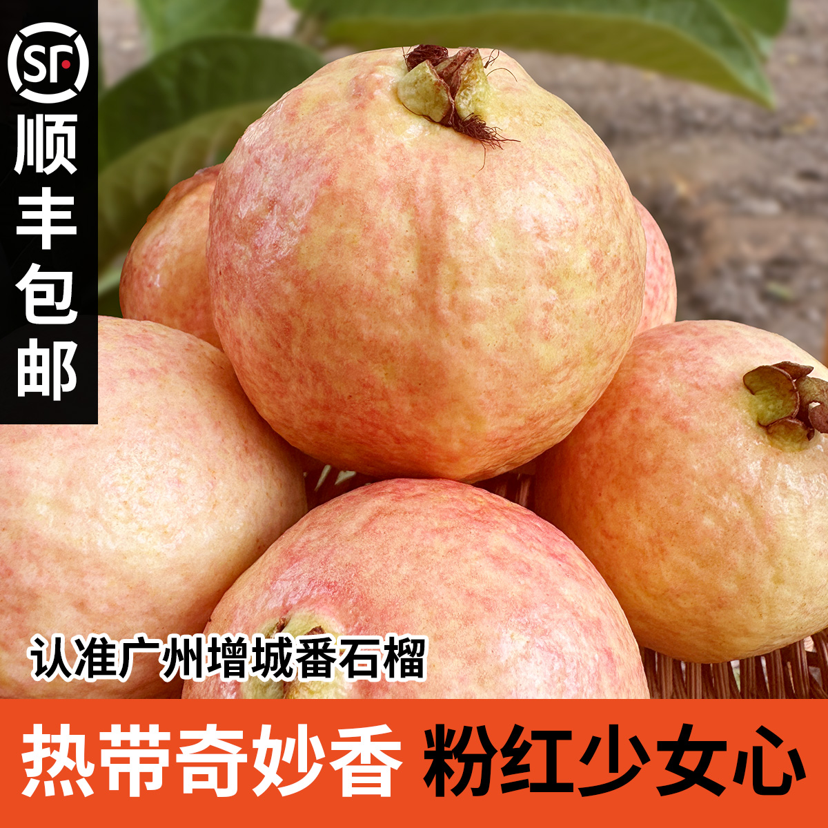 正宗增城四季胭脂红软糯香甜顺丰包邮水果高质量水果番石榴芭乐