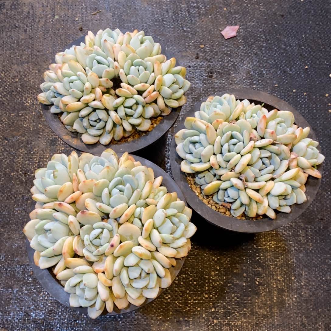 爱*?3个自然群，123456789