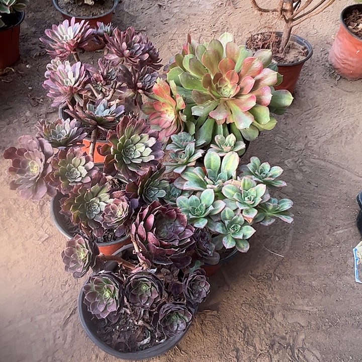 873多肉植物组合，瑕疵特价，